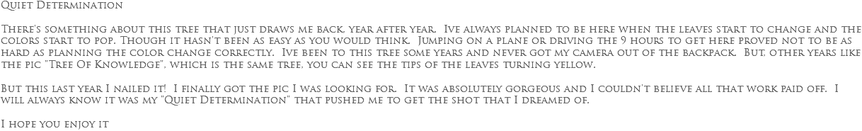 Quiet Determination There's something about this tree that just draws me back, year after year. Ive always planned to be here when the leaves start to change and the colors start to pop. Though it hasn't been as easy as you would think. Jumping on a plane or driving the 9 hours to get here proved not to be as hard as planning the color change correctly. Ive been to this tree some years and never got my camera out of the backpack. But, other years like the pic "Tree Of Knowledge", which is the same tree, you can see the tips of the leaves turning yellow. But this last year I nailed it! I finally got the pic I was looking for. It was absolutely gorgeous and I couldn't believe all that work paid off. I will always know it was my "Quiet Determination" that pushed me to get the shot that I dreamed of. I hope you enjoy it